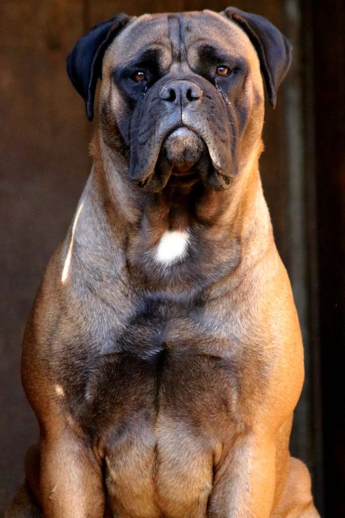 Tigre blanc du biker à quatre pattes