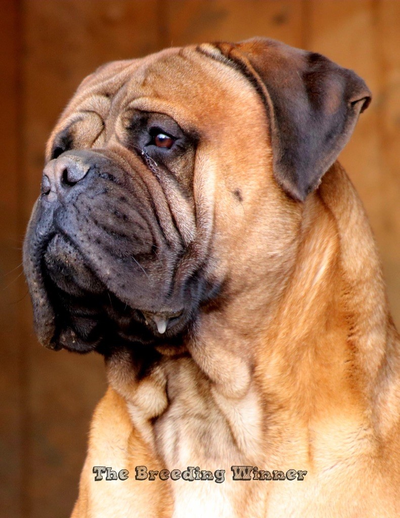 Good Lucky Charm Usa