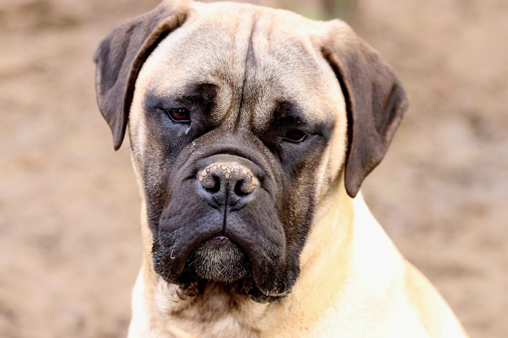 Vici the Breeding Winner