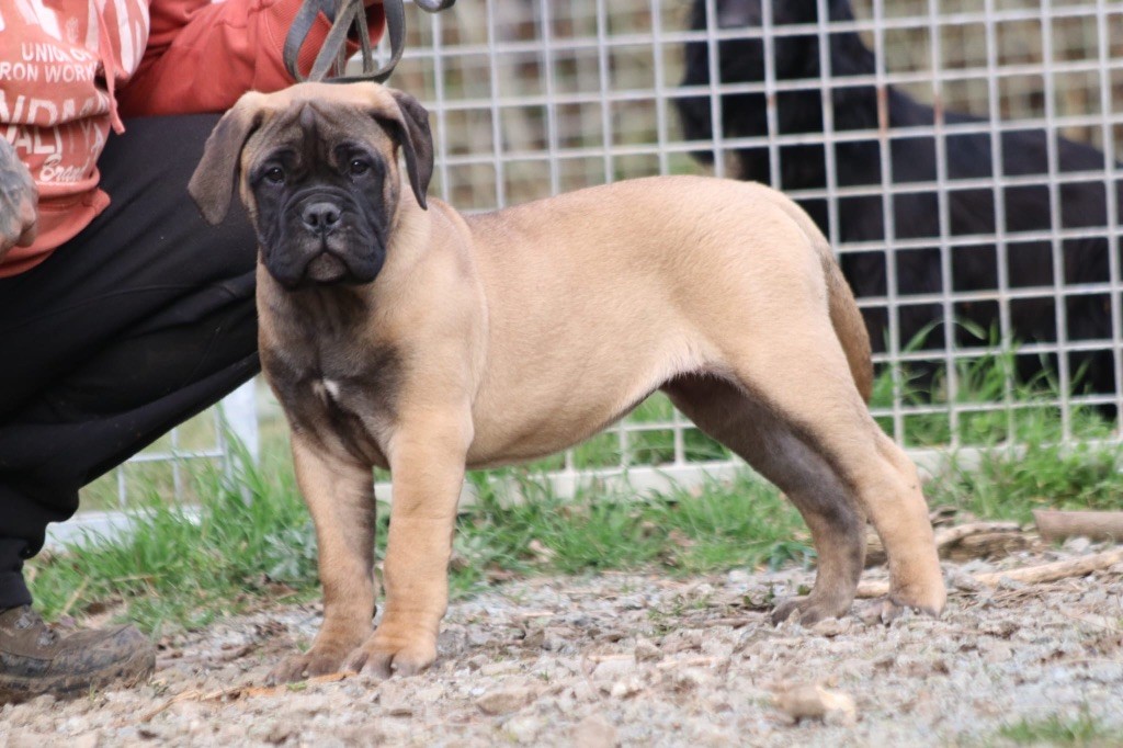 Xceptionally stunning of the bumble barns