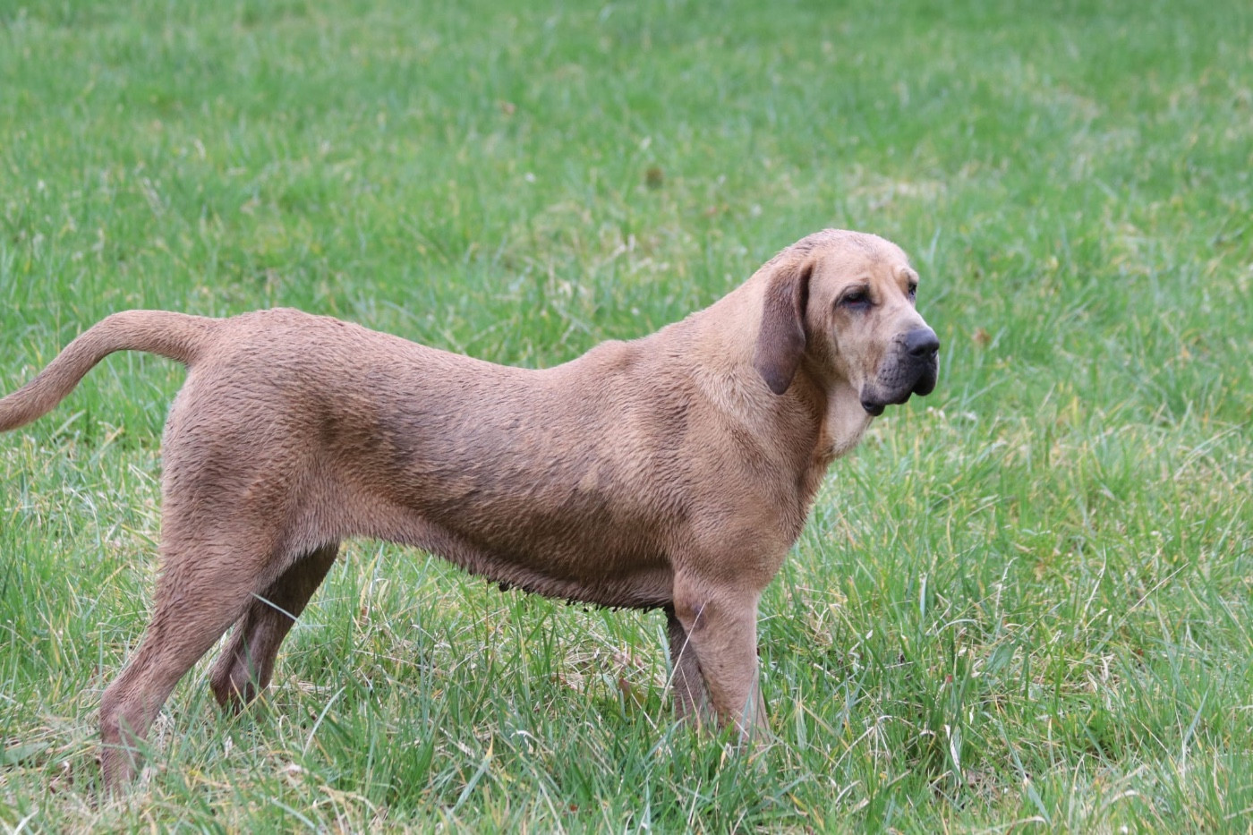 Adisha du Clan des Brésiliens